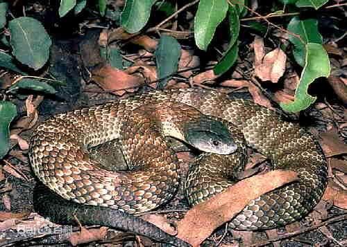 最恐怖的蛇_全球最恐怖的十种蛇,眼镜蛇五步蛇均未入榜