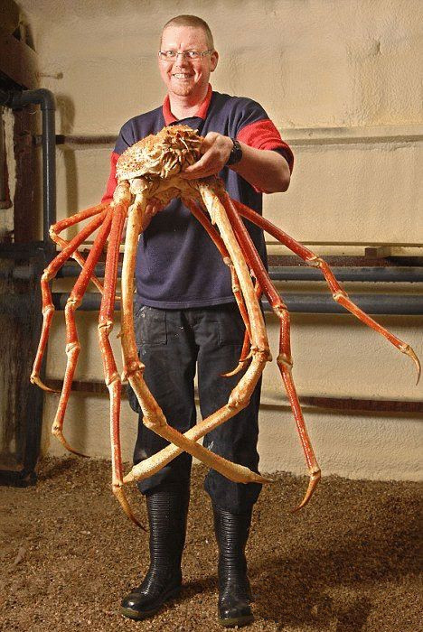 巨型日本蜘蛛蟹被称为杀人蟹 至今已54人葬身蟹腹